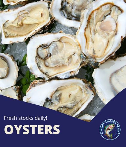 Oysters