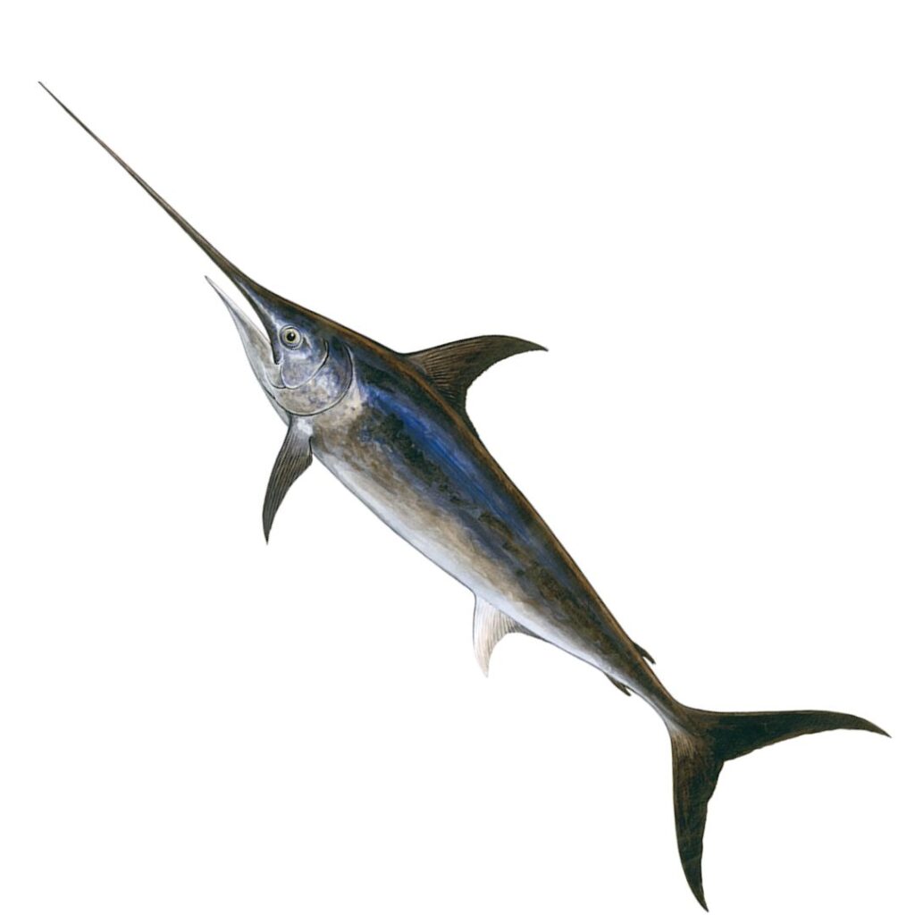 Swordfish Riverina Seafood Market